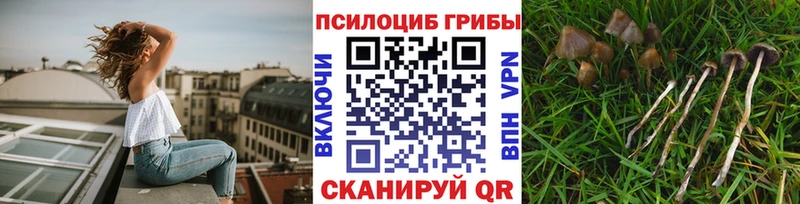 Галлюциногенные грибы мицелий  купить наркотик  Новотроицк 
